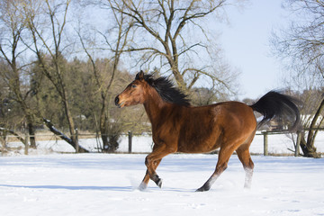 Beautiful brown mare running in winter