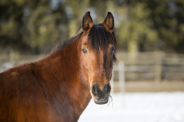 Portrait of a brown mare in winter