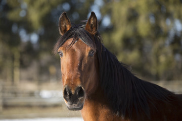 Portrait of a brown mare in winter