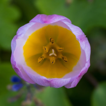 Macro Pink Flower and Yellow Stemen