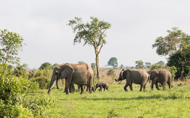 Fototapeta premium Wild elephants in the African savanna