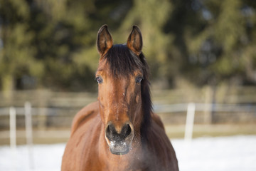 Obraz premium Portrait of a brown mare in winter