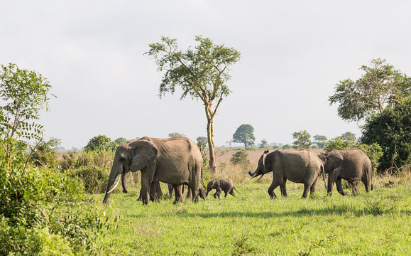 Fototapeta Wild elephants in the African savanna