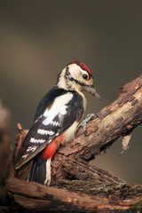 The great spotted woodpecker (Dendrocopos major) sitting on the branch. Woodpecker in the winter.