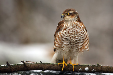 The Eurasian sparrowhawk (Accipiter nisus), also known as the northern sparrowhawk or  the sparrowhawk sitting on the dry trunk. Sparrowhawk in the winter.