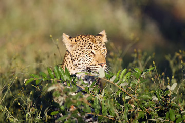 The African leopard (Panthera pardus pardus) young female portrait in the first morning light. The young female peeks out of the bushes.