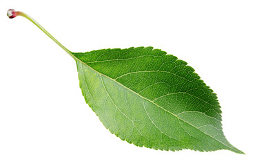 Green apple leaf isolated on white background
