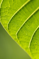 Macro de feuille de noyer traversée par le soleil et architecture végétale