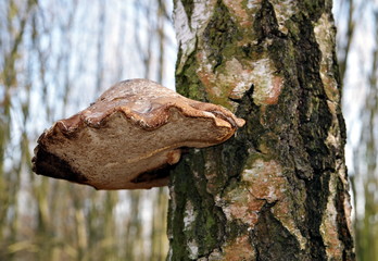 huba na pniu drzewa © Henryk Niestrój