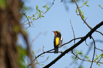 振り返るキビタキ