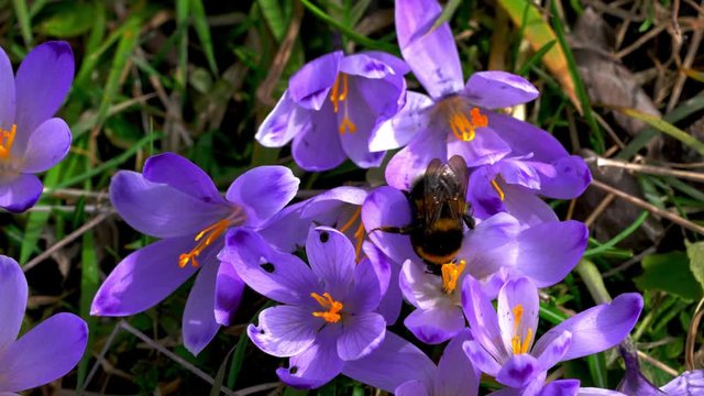 Bumblebee on Spring Crocus - (4K)