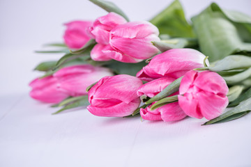 pink tulips on white background 