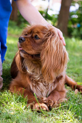 Cavalier King Charles Spaniel dog