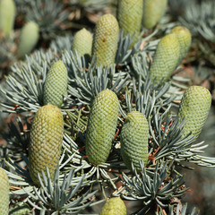 Pomme de pin de cèdre bleu