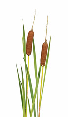 Typha latifolia