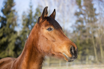 Obraz premium Portrait of a brown mare in winter