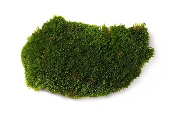 Green moss isolated on white background, top view