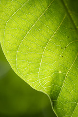 Macro de feuille de noyer