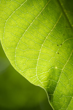 Macro de feuille de noyer