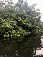 Mangrove wetland of the Caroni Swamp and Bird Sanctuary boat ride excursion on the Caribbean island of Trinidad & Tobago