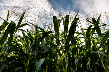 Corn field sunny summer day