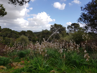 Paesaggio di Sardegna