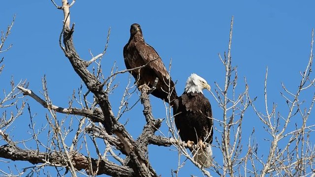An Adult and Juvenile Bald Eagle Perched in a Tree