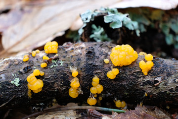 Grzyb nadrzewny łzawnik Dacrymyces © Iwona