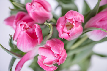 pink tulips on white background 