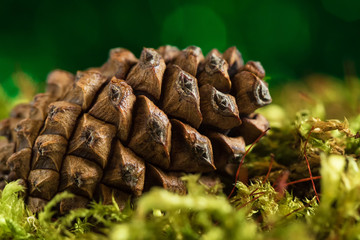 Cones in the forest, macro