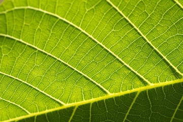 Macro de feuille de noyer, détails, nervures et veines