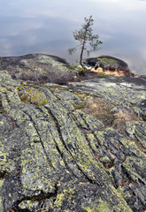 Obraz premium A rock with a pine on the edge of the lake.