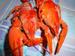 Crayfish boiled large, red on the table. Eyes, long antennae, and oral cavity with additional processes and a pair of claws.