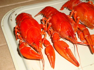 Crayfish boiled large, red on the table. Eyes, long antennae, and oral cavity with additional processes and a pair of claws.