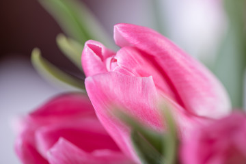 Fototapeta na wymiar pink tulips on white background 