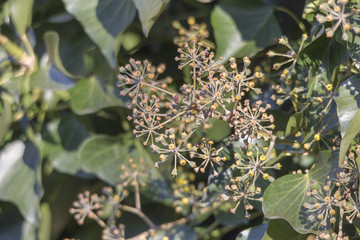 Ivy trees with flower buds