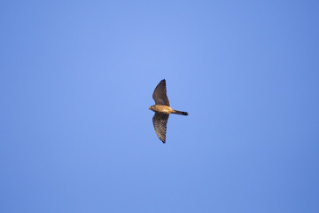 A kestrel flies with outstretched wings