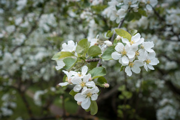 flowering Apple tree branch in the spring garden