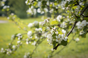 flowering Apple tree branch in the spring garden