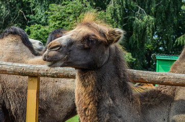 The face of a camel