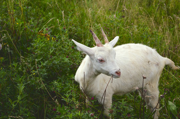 Obraz premium Young white goat grazing on the meadow and eating fresh green grass.Beautiful countryside scene.Sunny summer landscape.