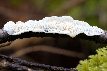 Grzyb drewniczka różnopora (schizopora paradoxa) © Iwona