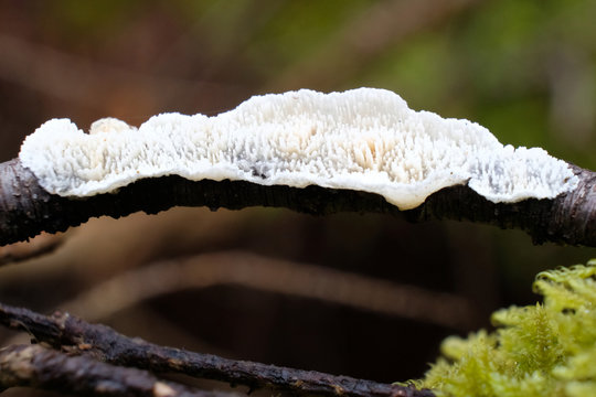 Grzyb drewniczka r&oacute;żnopora (schizopora paradoxa)