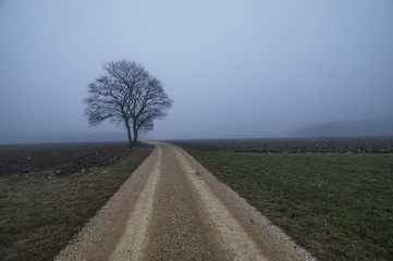 Baum im Nebel - 196224836