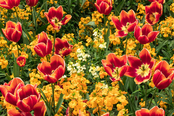 Red, Orange and Yellow Tulips