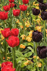 Black and Red Tulips