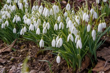 snowdrop in the spring