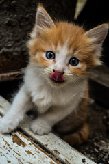 Fototapeta na wymiar Kitten licks his nose