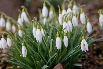 snowdrop in the spring