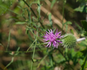 Flower on blooming Brown Knapweed or Centaurea jacea macro, selective focus, shallow DOF